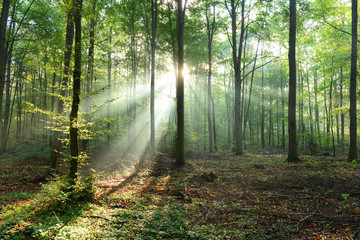 Fototapeta premium Morning in the forest