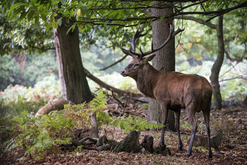 Majestic powerful red deer stag Cervus Elaphus in forest landsca
