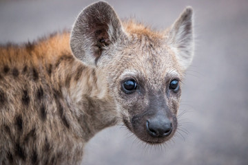 Young Spotted hyena starring at the camera.