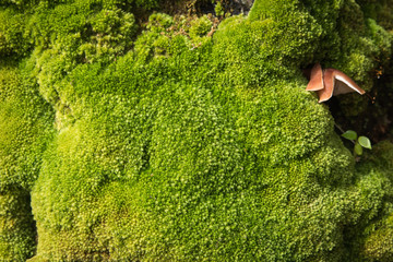 Closeup evergreen green moss in nature , Beautifull green moss in the tropical rian forest