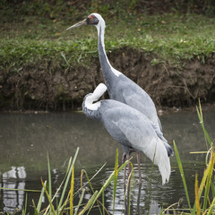 Natural portrait of white-naped crane bird from China