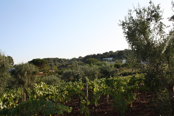 vigna