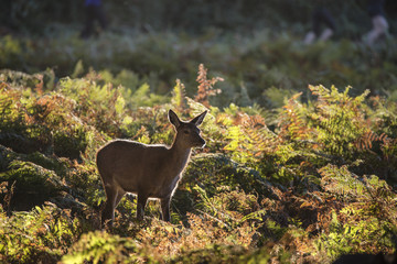 Young hind doe red deer in Autumn Fall forest landscape image