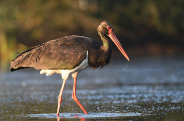Black stork (Ciconia nigra)