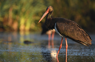 Black stork (Ciconia nigra)