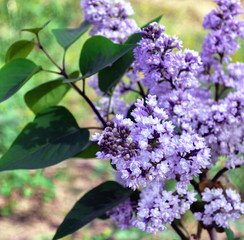 Fototapeta na wymiar Lilac branch on a bush.
