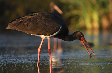 Black stork (Ciconia nigra)