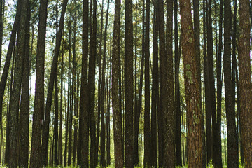 Fototapeta premium Pine tree background,Green forest.
