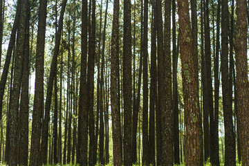 Fototapeta na wymiar Pine tree background,Green forest.