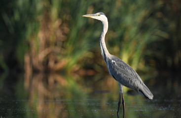 Grey heron (Ardea cinerea)