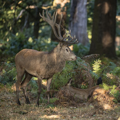 Beautiful intimate tender moment between red deer stag and hind