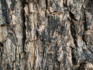 Tree bark texture background Pattern.