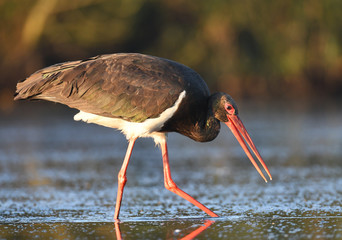 Black stork (Ciconia nigra)