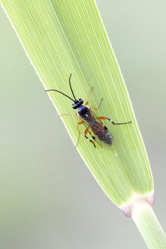 Ichneumon wasp, Diplazon laetatorius