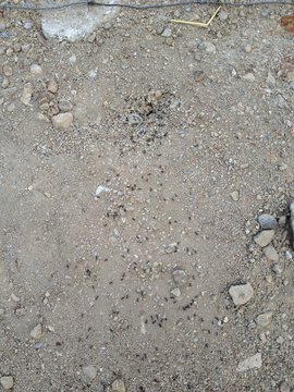 la tana delle formiche