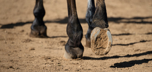 Detailed view of horse hoof foot outside stables,view from behind