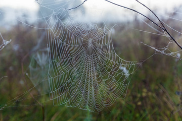 Spider web close-up