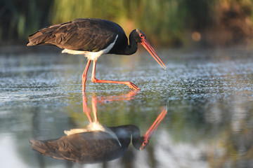 Black stork (Ciconia nigra)