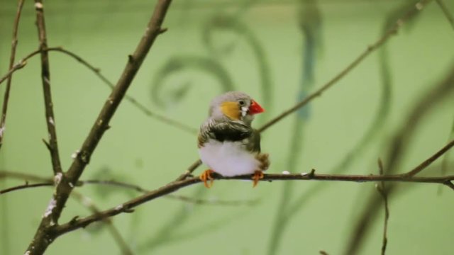 Bird Zebra finch on a branch