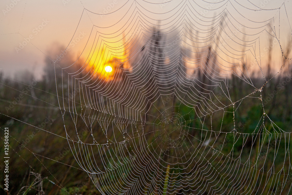 Wall mural the web of a spider