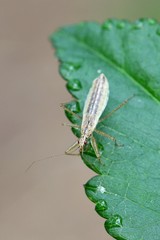 Marsh Damsel Bug, Nabis limbatus