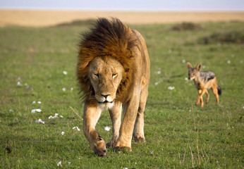 Large male lion walking on grass in the Masai Mara being followed by a wily jackal