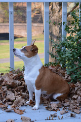 Jack Russell Terrier Dog Sitting in a Pile of Fall Leaves on a Deck 