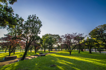 公園に差し込む光