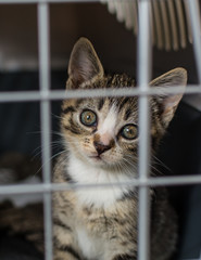 Stray kitten with sad expression looking out from a cage - vertical.