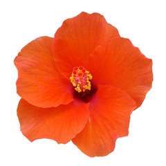 Obraz premium Orange Hibiscus on white background with path