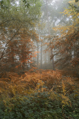 Seasons changing from Summer into Autumn Fall concept shown in o