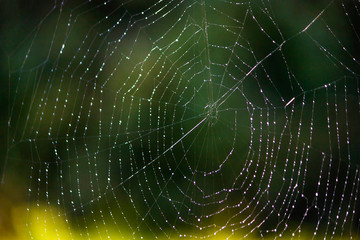 Spinnennetz im Morgentau