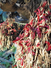 peperoncini rossi appesi ad essicare