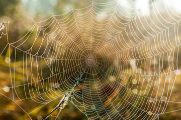 Spider web close-up