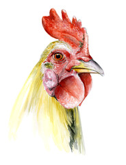 Realistic hand painted watercolor rooster
