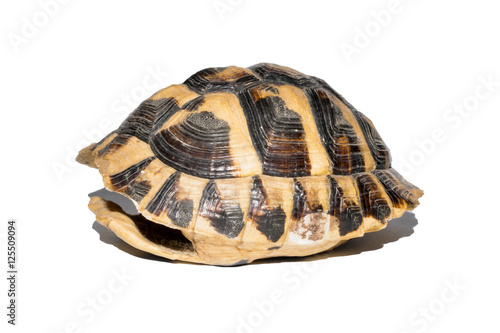 “empty turtle shell isolated on white background,shot sideways” Imagens
