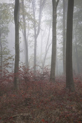 Stunning colorful vibrant evocative Autumn Fall foggy forest lan