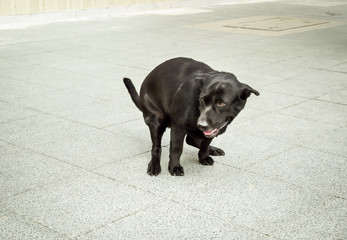 Black dog peeing on pavement, Animal behavior image