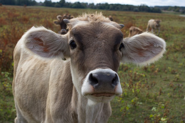 Young dairy cow head. Farm, agriculture in village