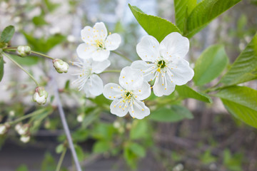 Obraz na płótnie Canvas white cherry tree flower in spring