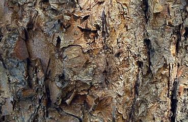 Tree Bark