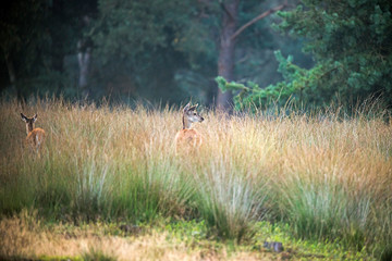 Obraz na płótnie Canvas Two female red deers in high grass. Nature reserve Deelerwoud.