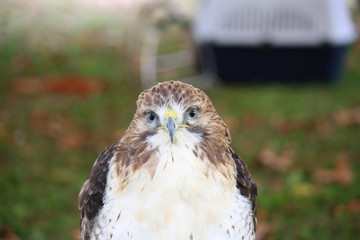 Closeup of a Redtailed Hawk