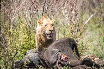 Male Lion on a Buffalo kill.