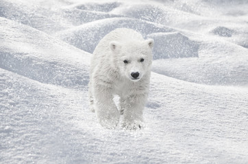 Obraz na płótnie Canvas Белый медвежонок.