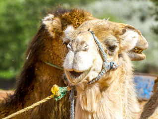Camel