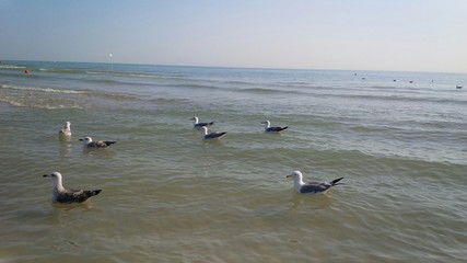 gabbiani a bagno