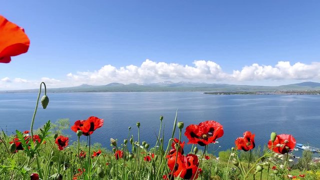 Red poppies on hills at the lake Sevan. Armenia