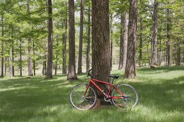 森の中の木立に立てかけた自転車