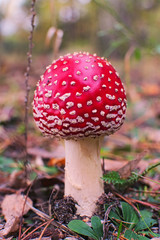 Little cute fly agaric. Soft photo